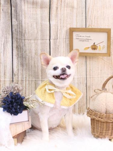 20241004ソックスくん